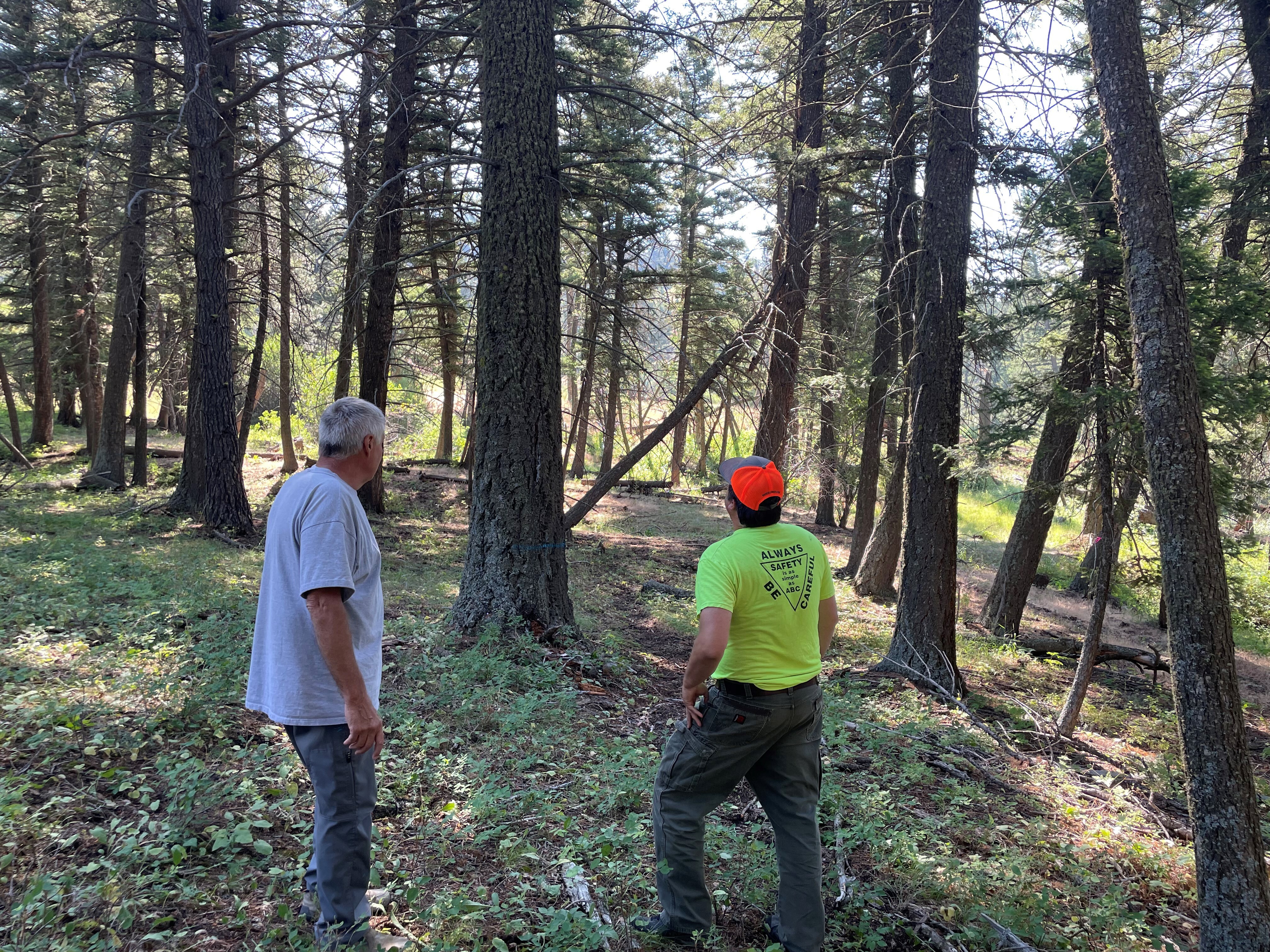 foresters looking at trees in a forest